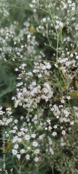 Obraz Small white wild flowers