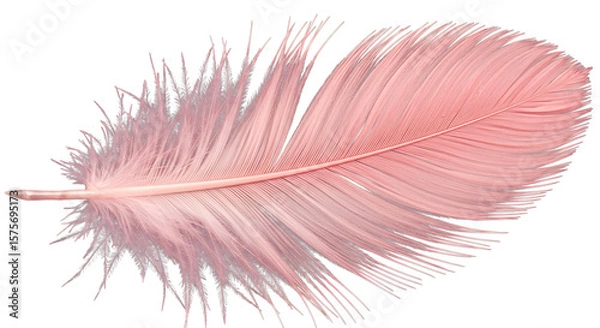 Obraz Delicate soft pink feather with intricate barbs and fluffy downy base isolated on white background
