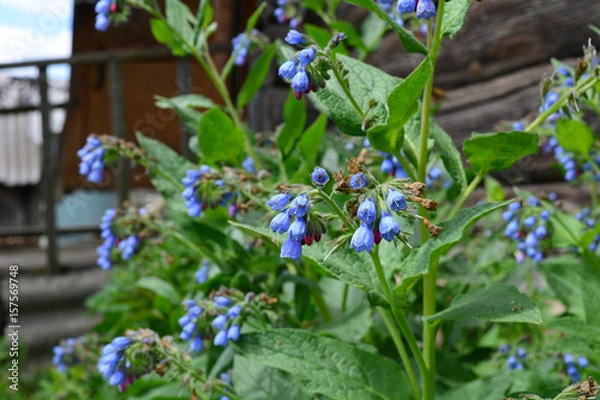 Fototapeta Растения