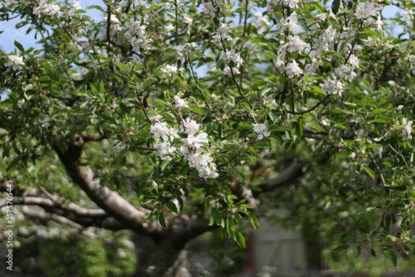 Fototapeta Blossoming branch of apple tree in spring garden. Selective focus.