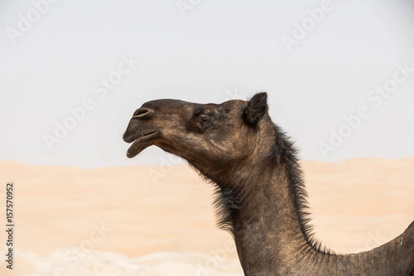 Fototapeta Portrait of a camel in the desert.