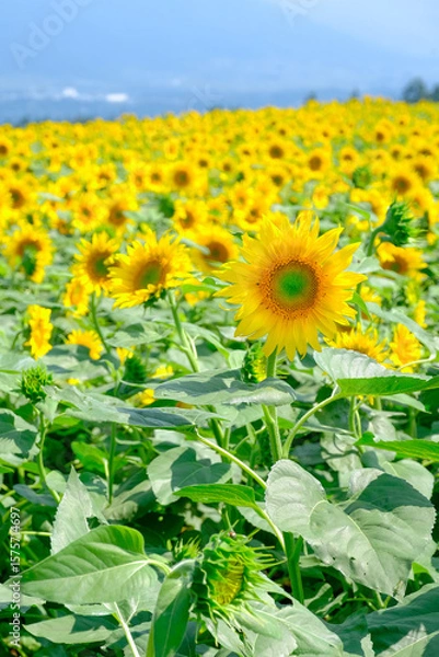 Fototapeta ひまわり