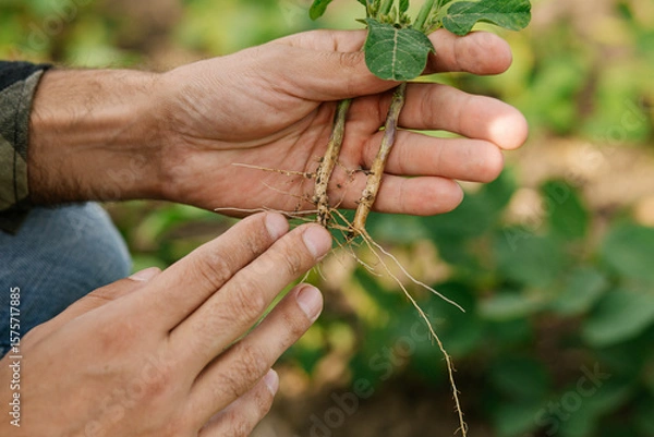 Fototapeta Close-up of agronomist’s hands holding a soybean plant while inspecting nitrogen-fixing bacteria on the roots. Concept of soil health, sustainable agriculture, and crop biology.