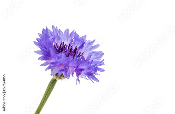 Fototapeta Cornflower isolated