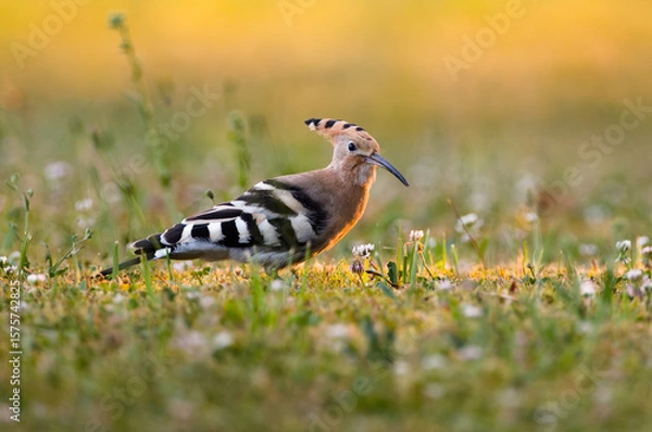 Fototapeta Hoopoe