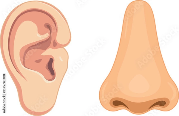 Obraz Human ear and nose cartoon vector