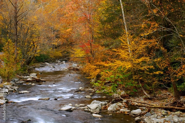 Obraz autumn stream alpha