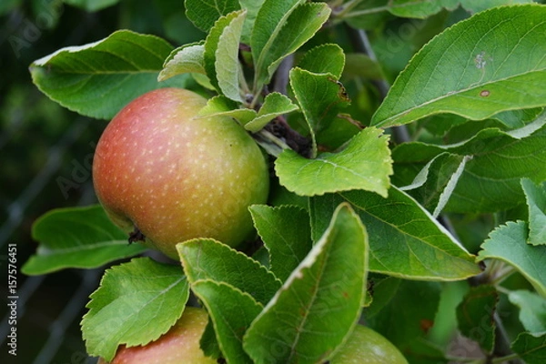 Fototapeta Apfelbaum im Garten