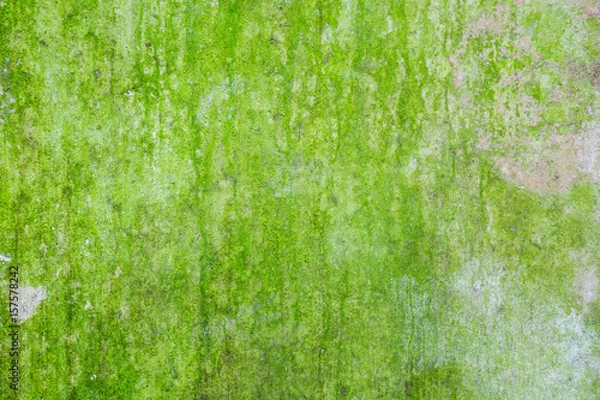 Obraz mossy concrete wall grunge texture	