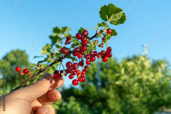 Fototapeta Bright red currants hang in clusters from a green branch, held in a hand against a backdrop of blue sky and lush greenery. It is a sunny summer day perfect for harvesting
