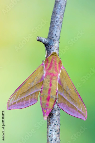 Obraz elephant hawk-moth - Deilephila elpenor