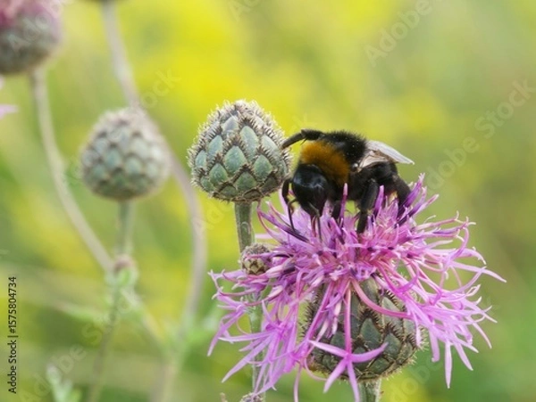Fototapeta bumblebee