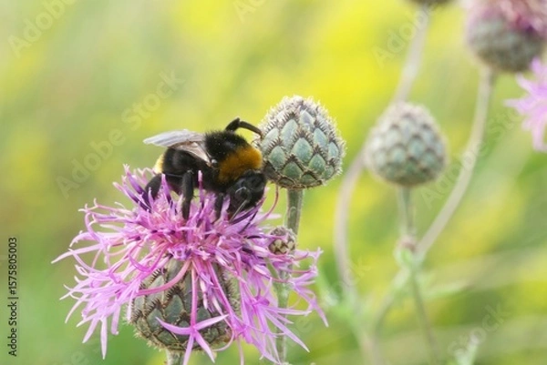 Fototapeta bumblebee on a flower