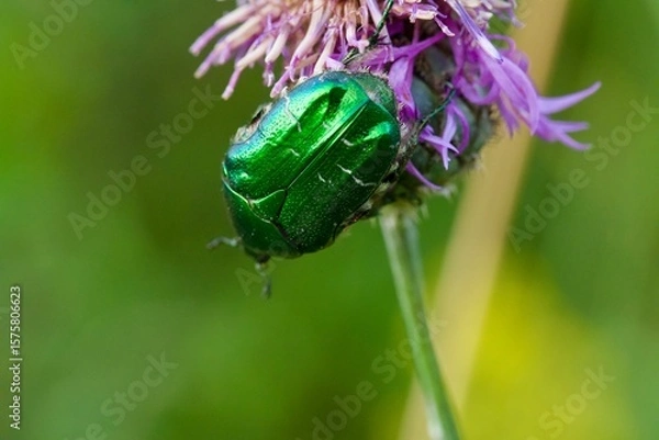 Fototapeta beetle on flower
