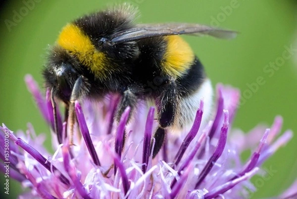Fototapeta bee on a flower
