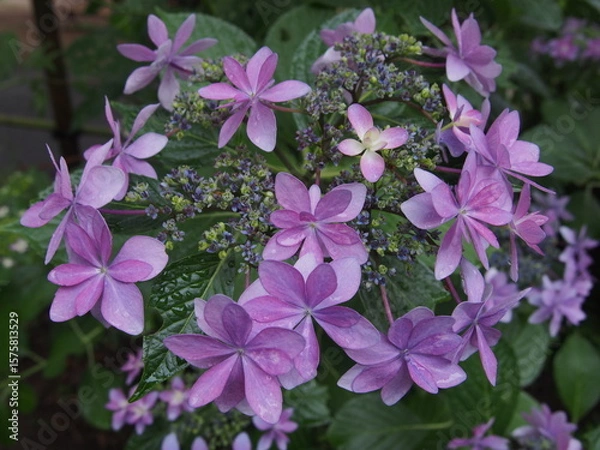 Obraz 雨粒がきらめくガクアジサイ