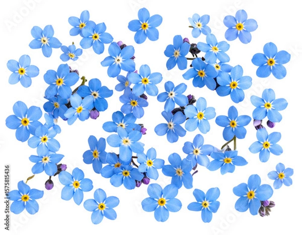Fototapeta Top View of Scattered Forget-Me-Not Blooms on White Surface, Flat Lay Composition, Isolated on Transparent Background