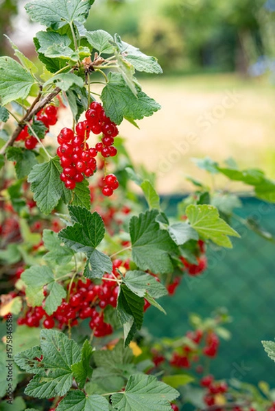 Obraz Busch with ripe red currants in a sunny orchard. Vertical close-up.