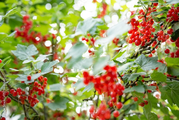 Obraz Busch with ripe red currants in a sunny orchard. Close-up with short depth of field.