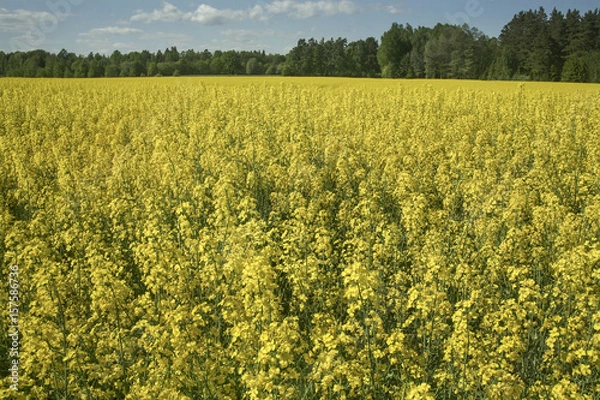 Obraz Rapsfält som blommar på våren