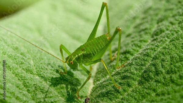 Obraz Punktierte Zartschrecke (Männchen)