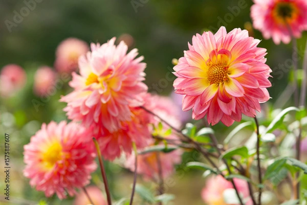 Fototapeta ダリアの花壇