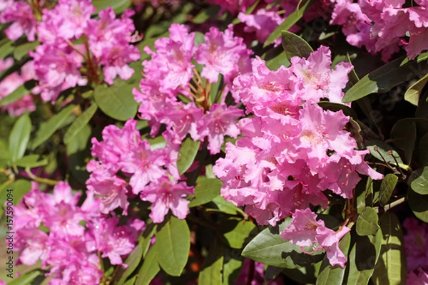 Fototapeta Pink azalea flowers with water droplets on the petals in the sun.