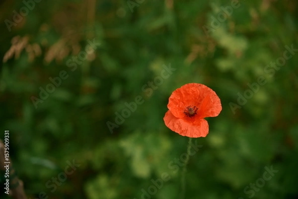 Fototapeta A red poppy on a green background. A beautiful image for the backdrop. Photo No. 2.