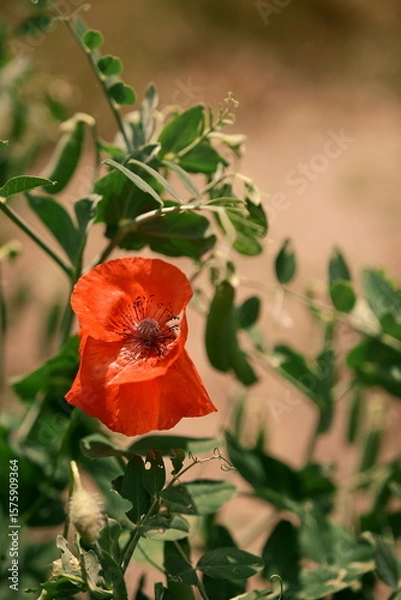 Fototapeta A red poppy on a green background. A beautiful image for the backdrop. Photo No. 4.