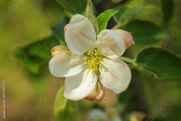 Fototapeta Apple blossom on blurred background