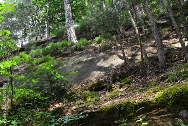 Obraz Pfälzer Wald_042
