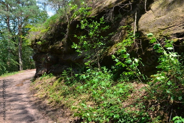 Obraz Pfälzer Wald_041