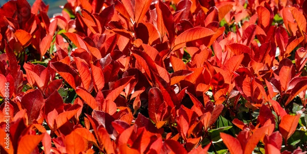 Fototapeta Vibrant close-up of Photinia fraseri 'Red Robin' shrub bush in Sochi, with vivid red and orange leaves, illuminated by sunlight. Foliage appears lush and healthy
