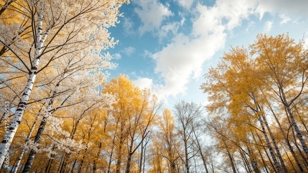Obraz White Birch Trees Against an Autumnal Sky