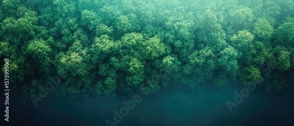 Obraz Dense forest canopy seen from above.