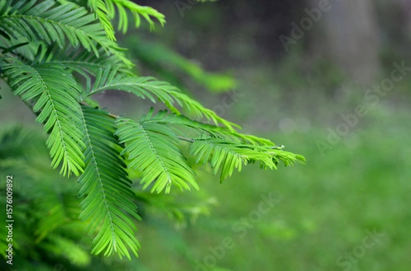 Fototapeta Dawn redwood or Metasequoia glyptostroboides (Taxodiaceae) branches against natural blurred background. Growing conifer tree concept.Free copy space.