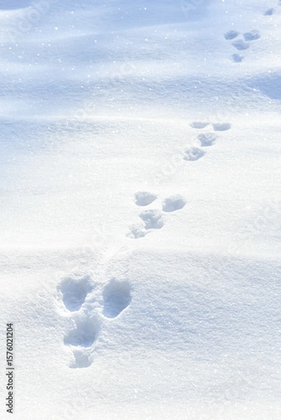 Fototapeta Animal tracks in snow. Tracks of a hare in a snow covered winter field