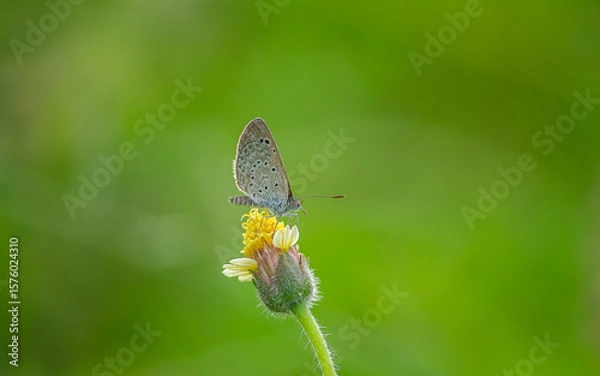 Obraz butterfly on a leaf