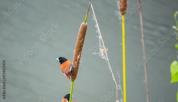 Obraz red and white poppy