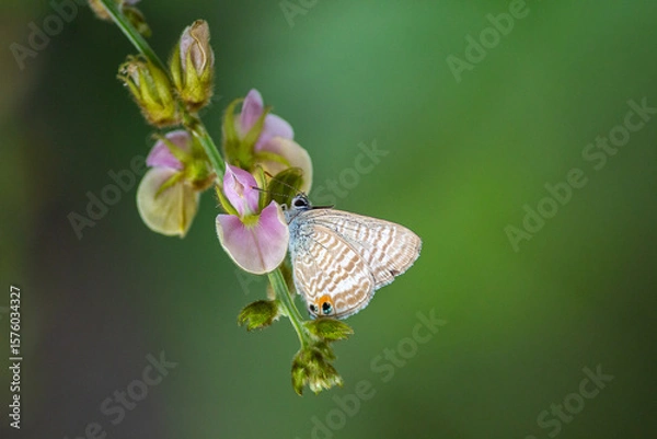 Obraz butterfly on a flower