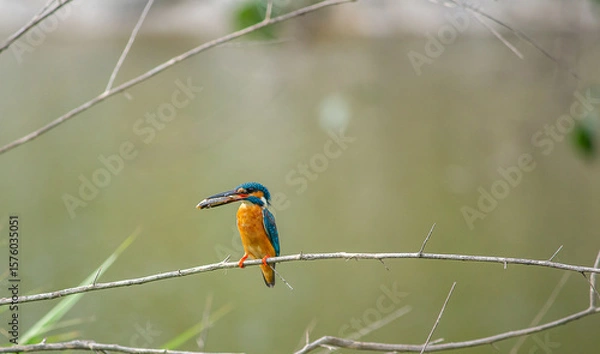 Obraz kingfisher on branch