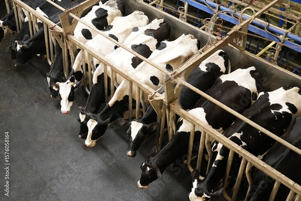 Fototapeta Cows stand in a row on a farm and are milked
