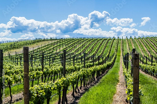 Fototapeta Vineyard in Springtime: Rows of Grapes under a blue sky