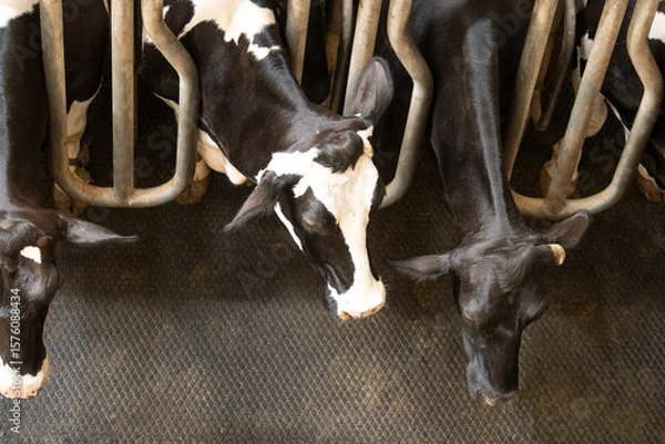 Fototapeta Cows stand in a row on a farm and are milked