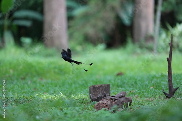 Obraz The loop-tailed stork lives in the natural forests of Thailand.