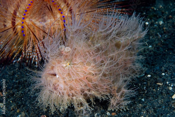 Obraz Indonesian Frog Fish