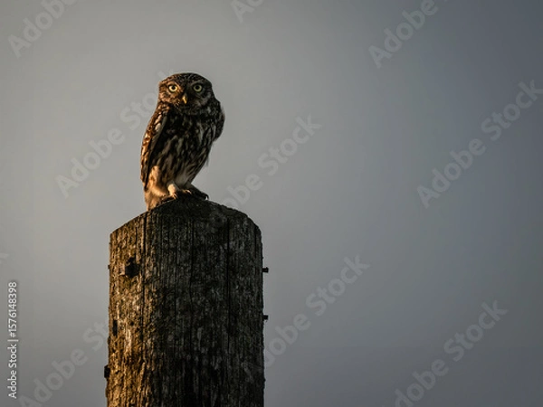 Obraz Litle Owl Perched on a Pole
