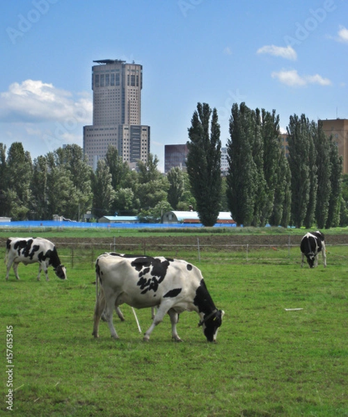 Obraz 都市の風景に溶け込む牛たち／北海道大学農学部の農場では牛が飼育され、のんびりと草を食む。都会にその光景が溶け込むのは札幌ならでは。