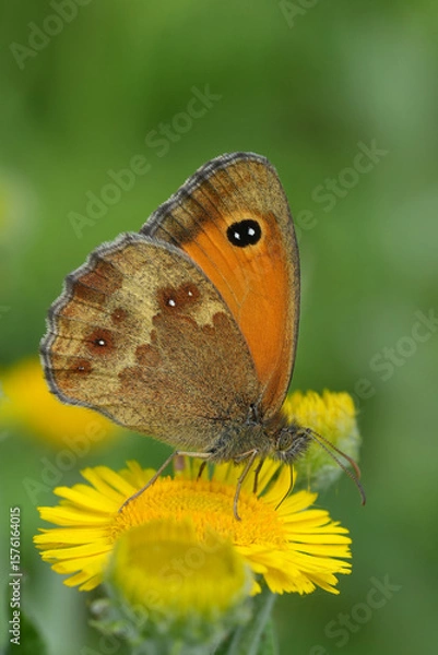 Fototapeta Vertical closeup on a vibrant colored Gatekeeper or hedge brown butterfly, Pyronia tithonus on yellow flowers