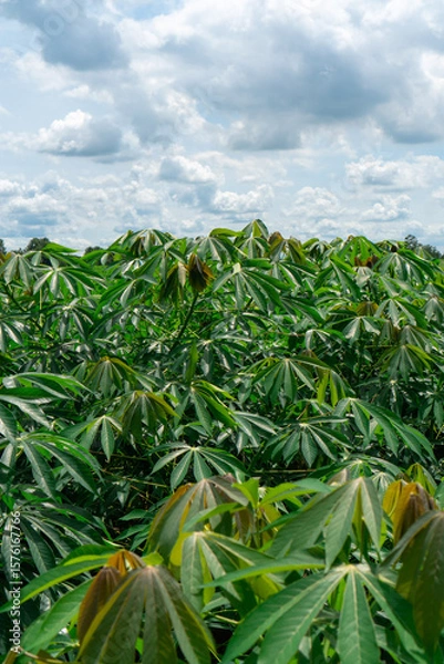 Fototapeta Large cassava fields, clear weather